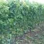 La vigne au mois d'août-septembre, au sol les grappes coupées pour repecter les quotas et assurer une bonne qualité